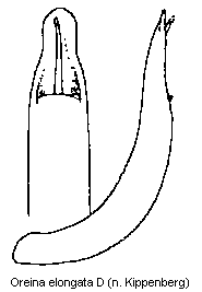 oreina_elongata_d.gif