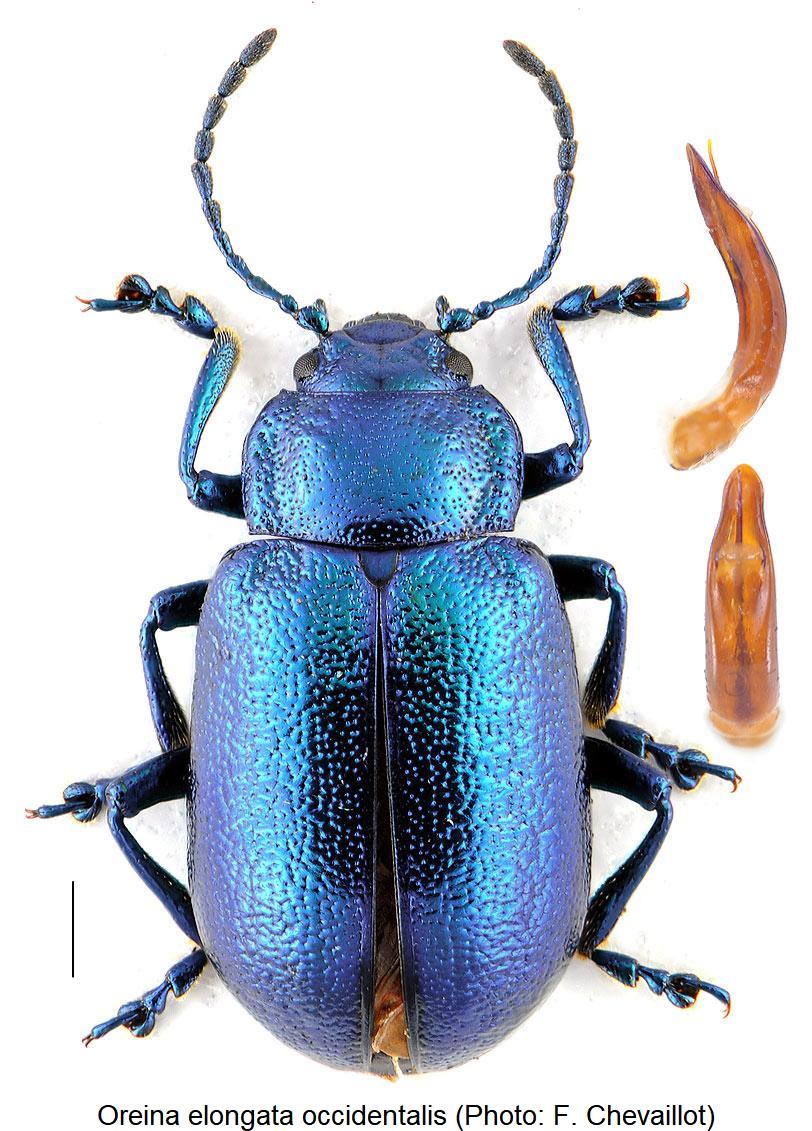 oreina_occidentalis_hab.jpg