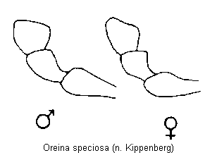 oreina_speciosa_ts.gif