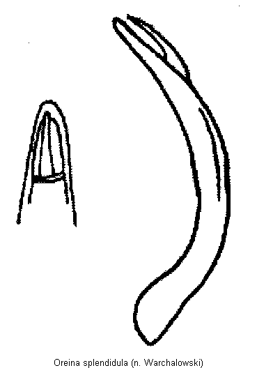 oreina_splendidula.gif