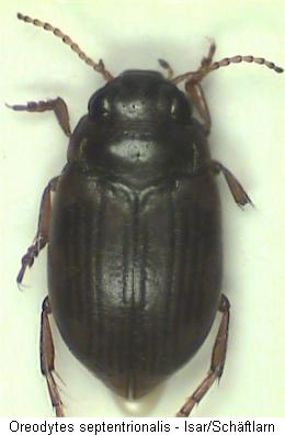 oreodytes_septentrionalis_hab.jpg