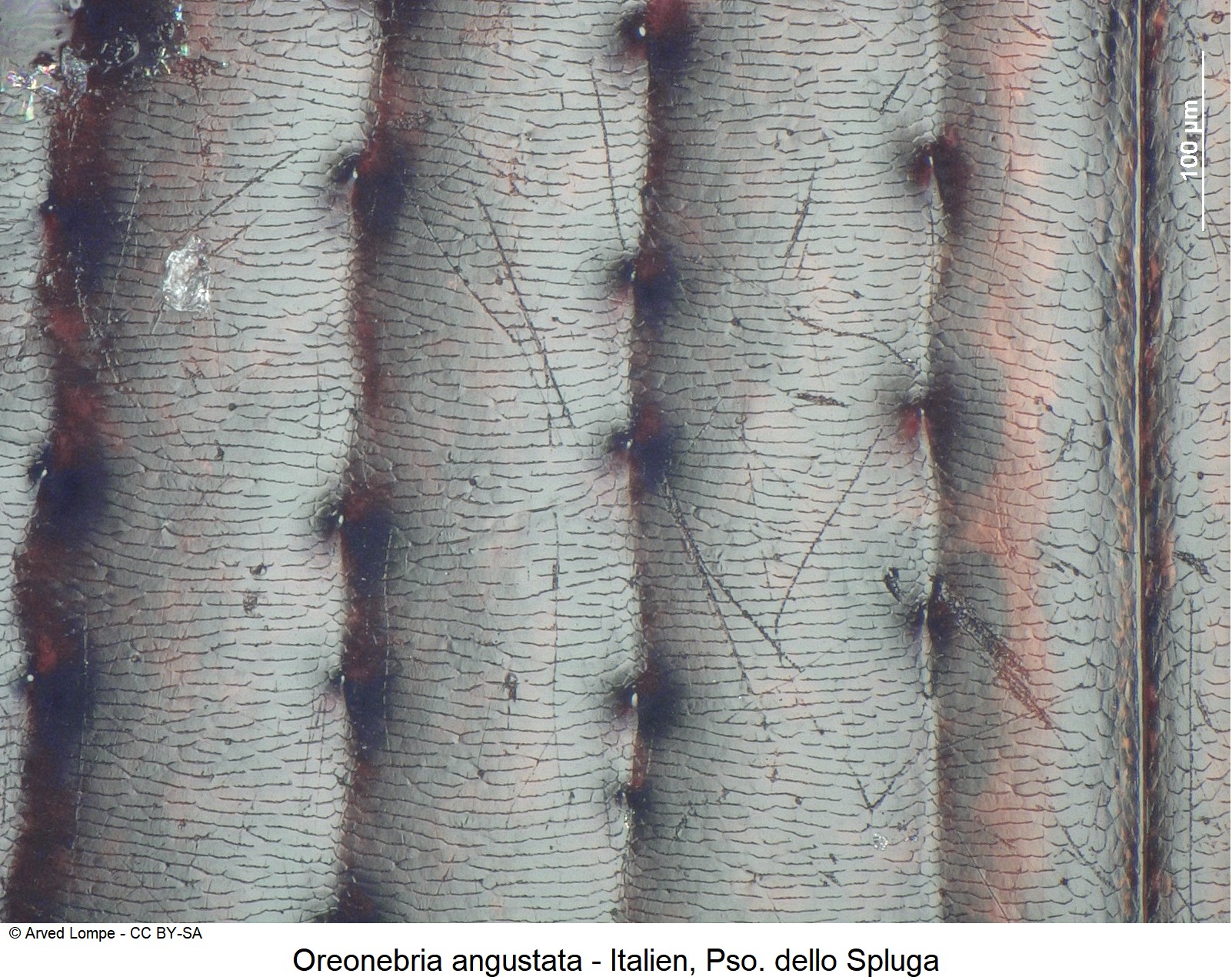 oreonebria_angustata_ck18544_fld_ms.jpg