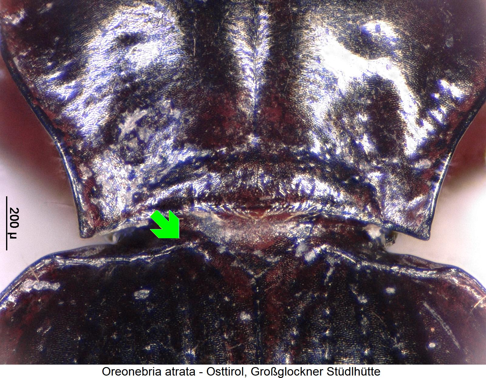 oreonebria_atrata_scut.jpg