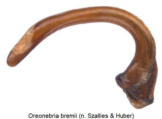 oreonebria_bremii.jpg