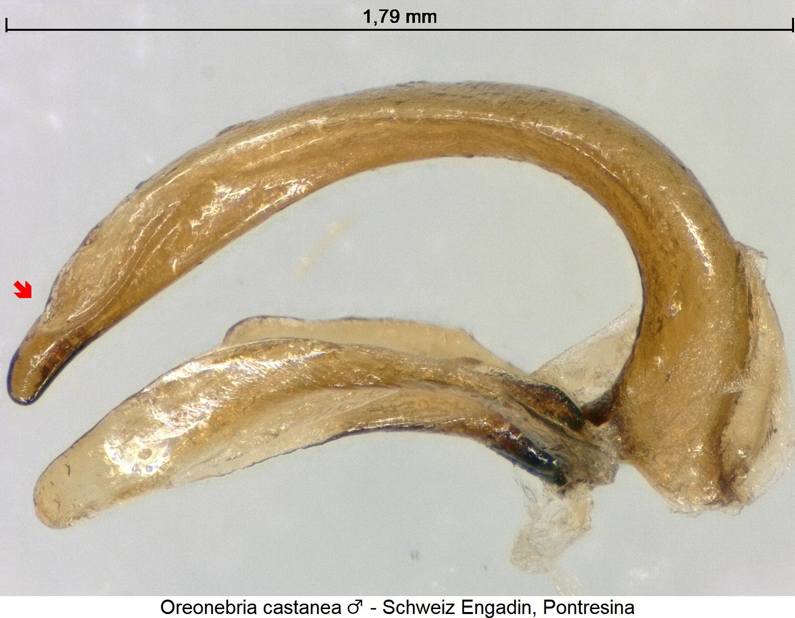 oreonebria_castanea.jpg
