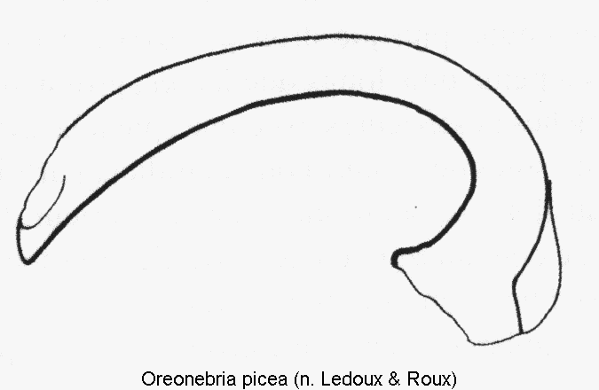 oreonebria_picea.gif
