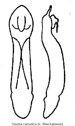 orestia_carniolica.gif