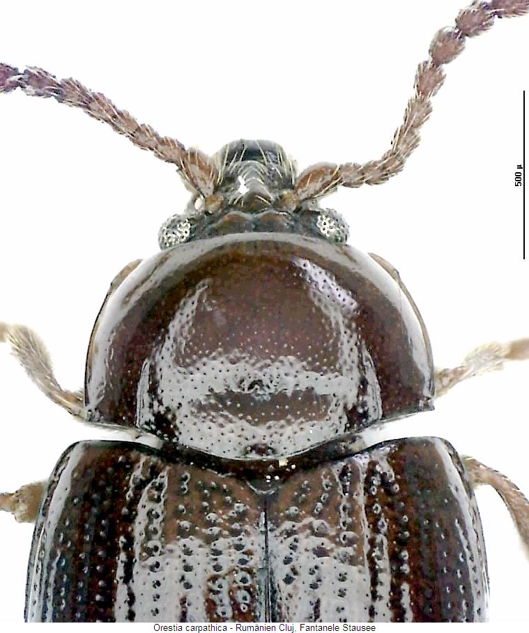 orestia_carpathica_vk.jpg