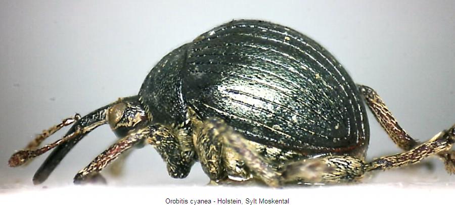 orobitis_cyanea_sa.jpg