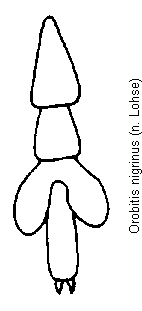 orobitis_nigrinus_tr.gif