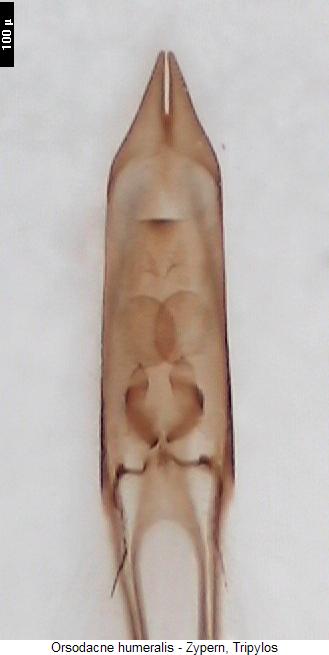orsodacne_humeralis.jpg