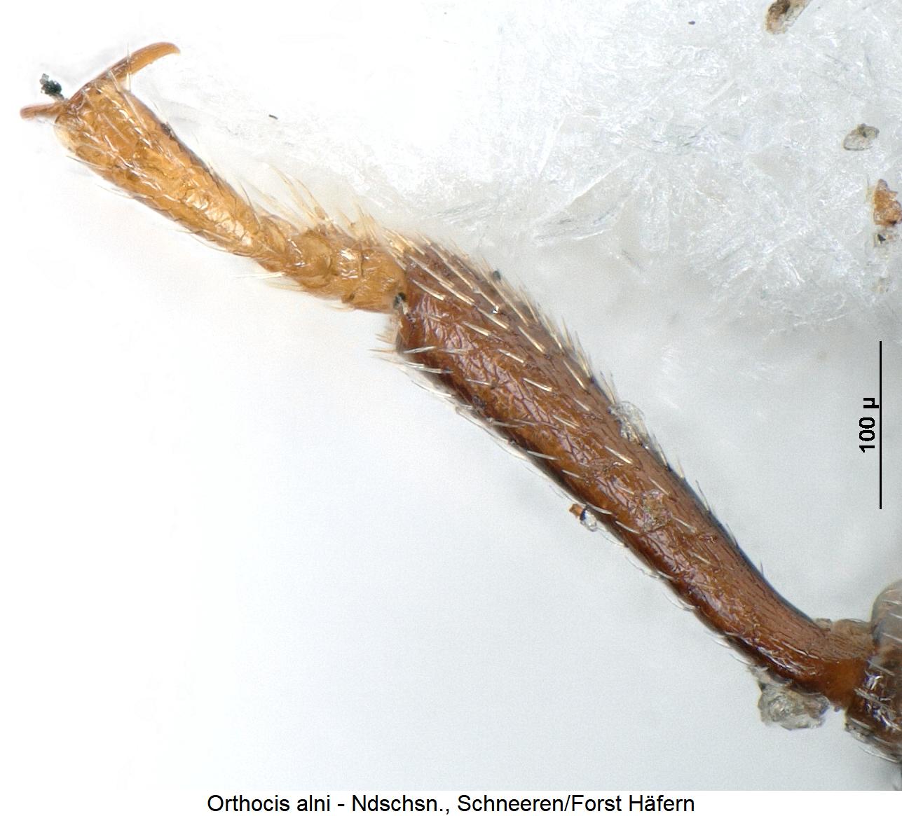 orthocis_alni_vschn.jpg