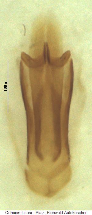 orthocis_lucasi.jpg