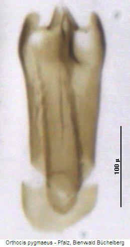 orthocis_pygmaeus.jpg