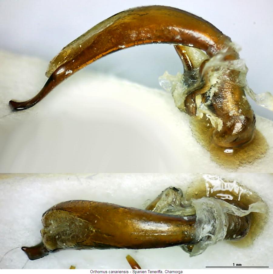 orthomus_canariensis.jpg