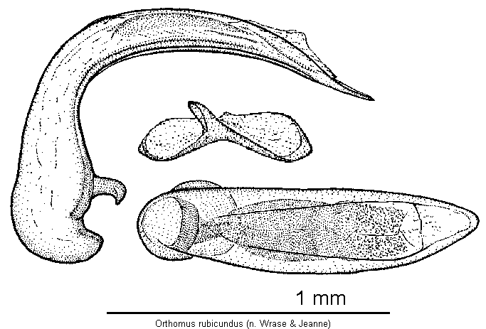 orthomus_rubicundus.gif