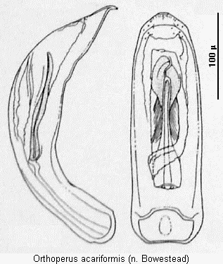 orthoperus_acariformis.gif