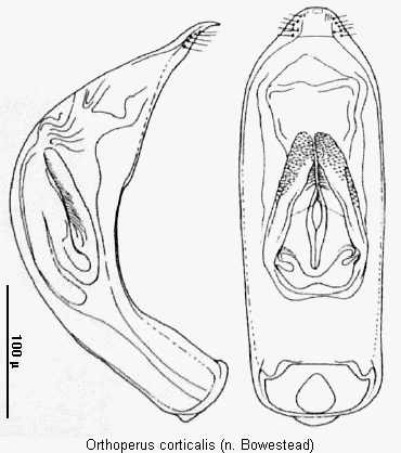 orthoperus_corticalis.gif