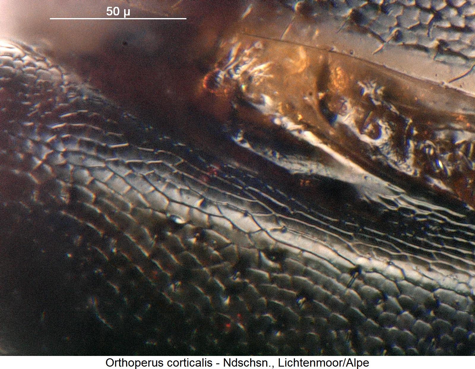 orthoperus_corticalis_fld.jpg
