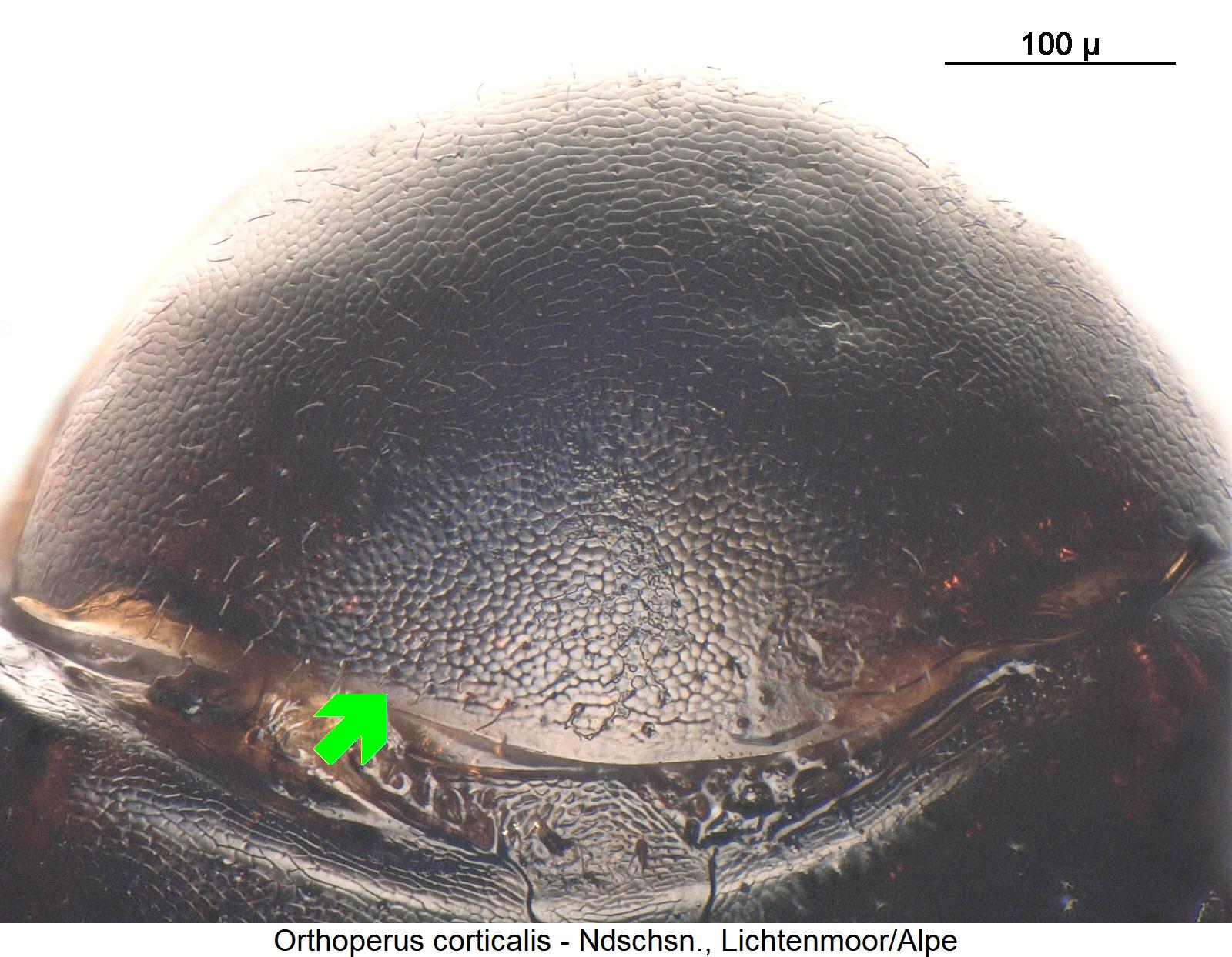 orthoperus_corticalis_hsch.jpg