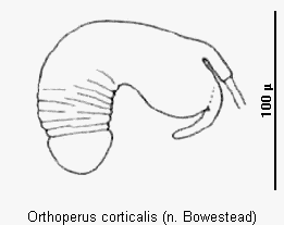 orthoperus_corticalis_sperm.gif
