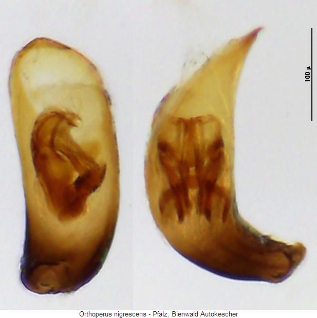 orthoperus_nigrescens.jpg