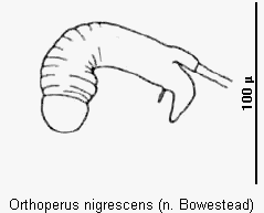 orthoperus_nigrescens_sperm.gif