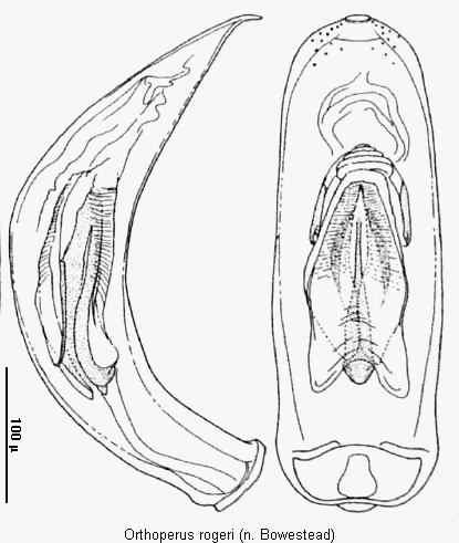 orthoperus_rogeri.gif