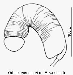 orthoperus_rogeri_sperm.gif