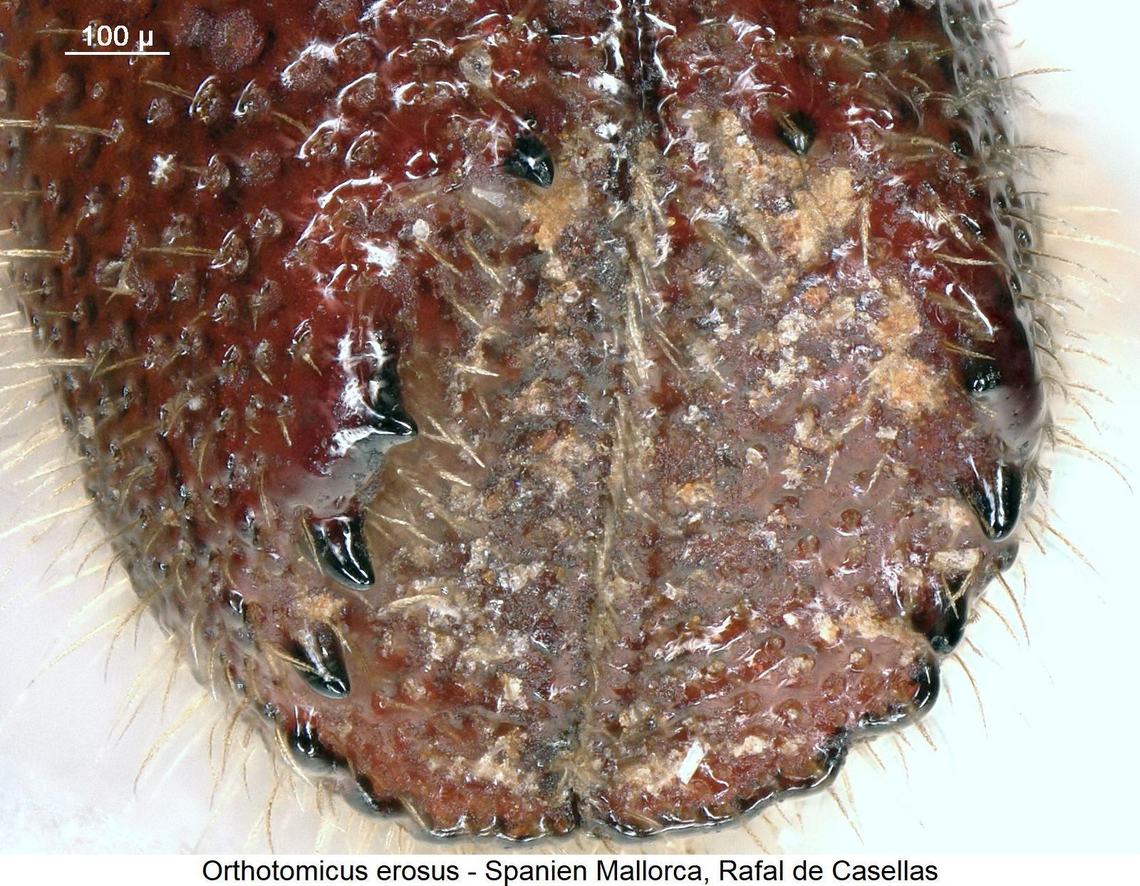 orthotomicus_erosus_hlb.jpg