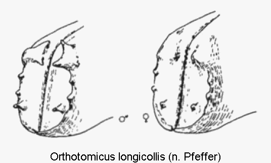 orthotomicus_longicollis_hlb.gif