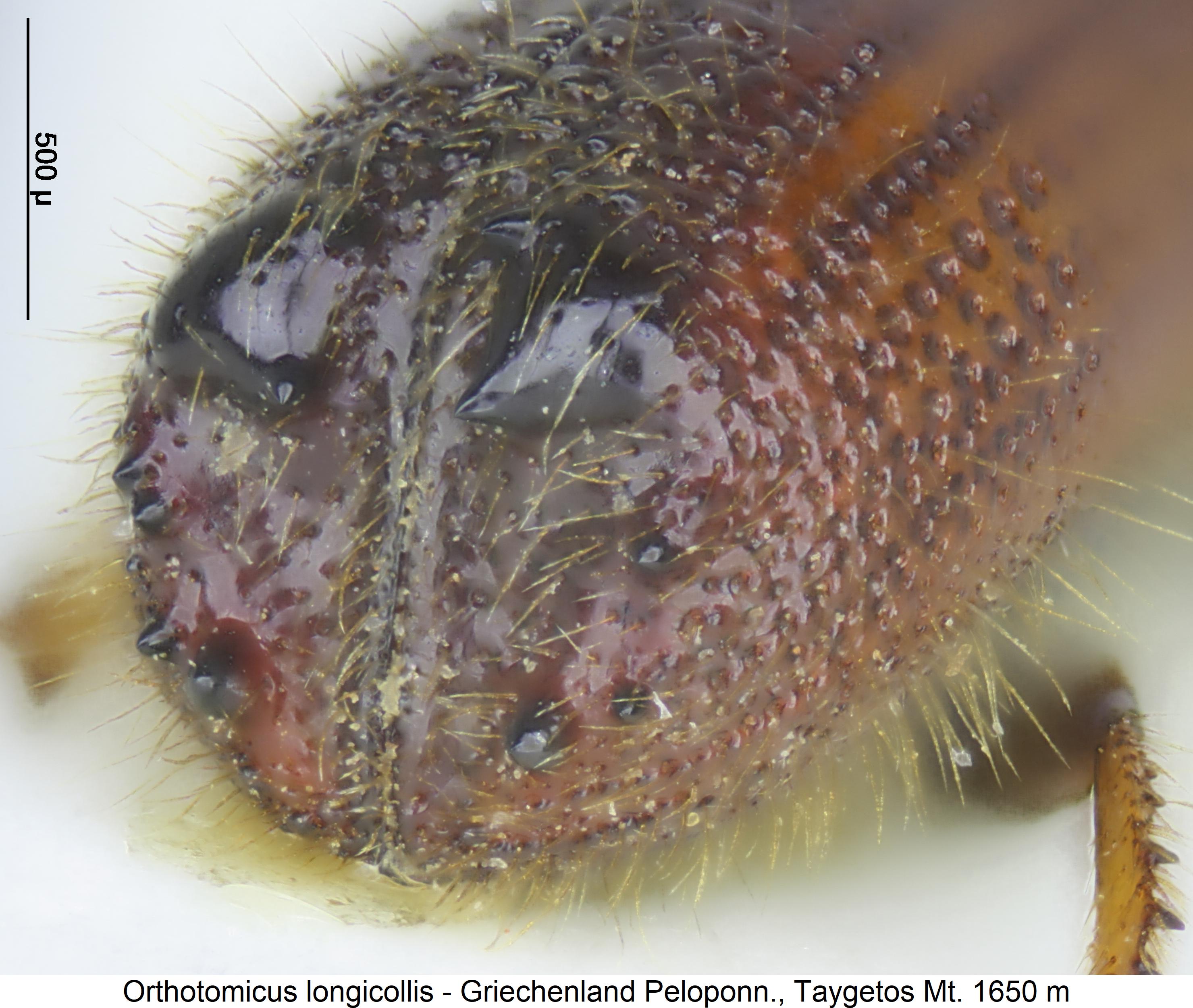 orthotomicus_longicollis_hlb.jpg