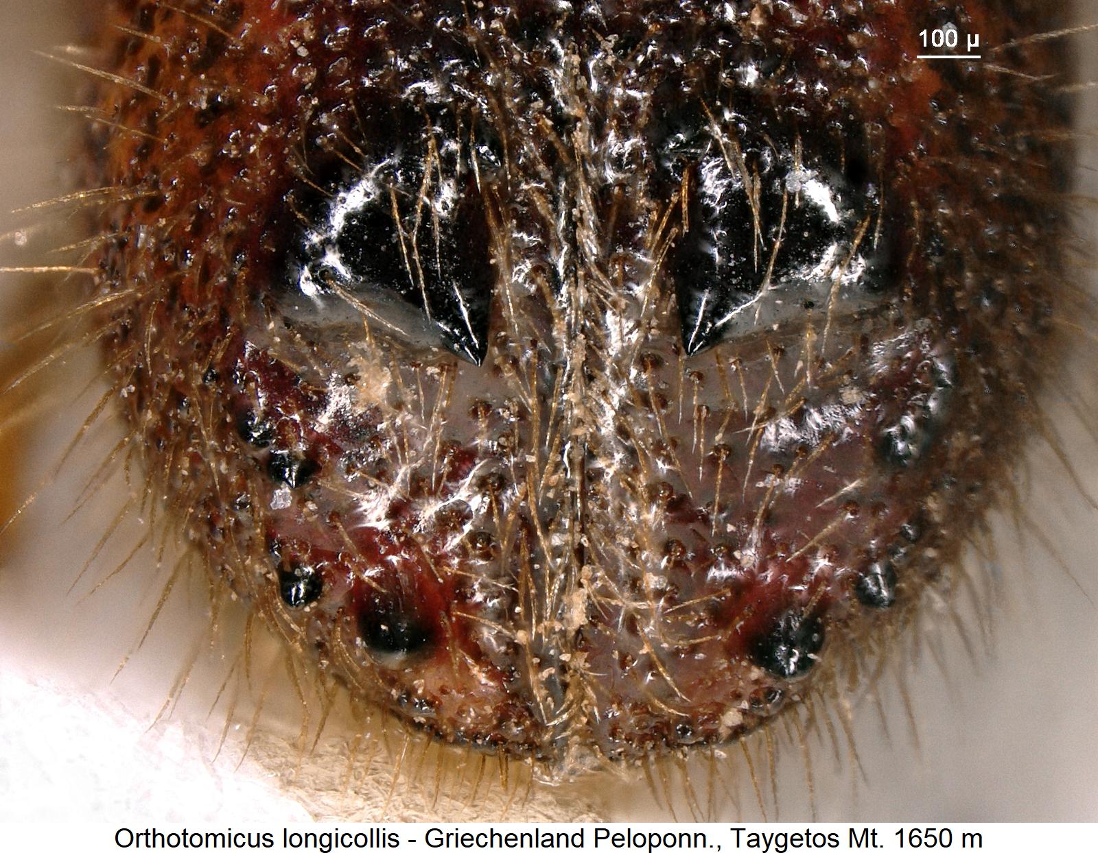 orthotomicus_longicollis_hlb1.jpg