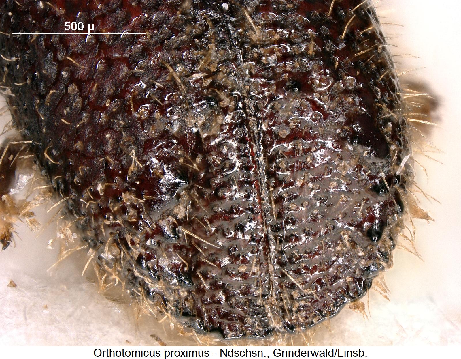 orthotomicus_proximus_hlb1.jpg