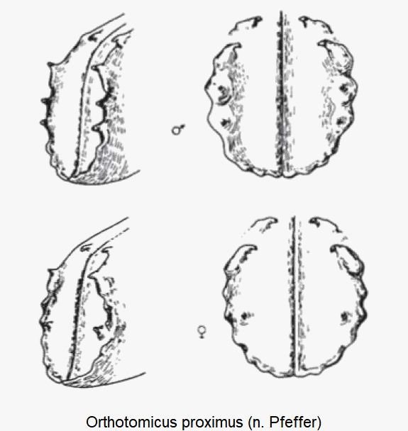 orthotomicus_proximus_sz.gif