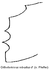 orthotomicus_robustus_sz.gif
