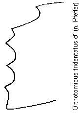orthotomicus_tridentatus_sz.gif