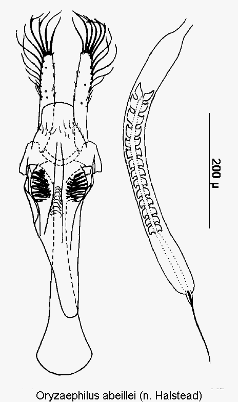 oryzaephilus_abeillei.gif