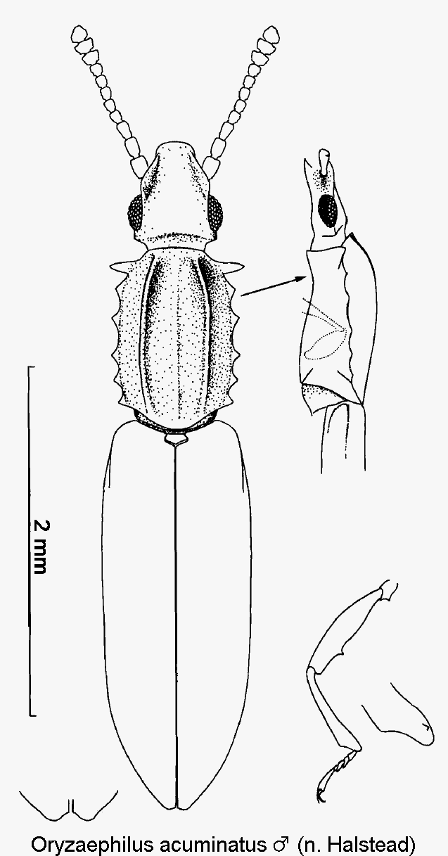 oryzaephilus_acuminatus_hab.gif