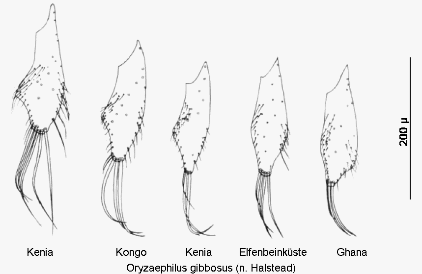 oryzaephilus_gibbosus_pm.gif