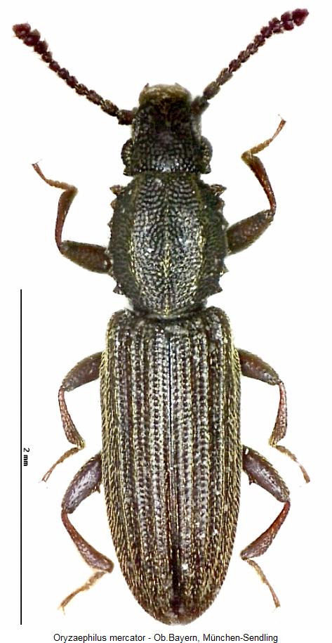 oryzaephilus_mercator_hab.jpg