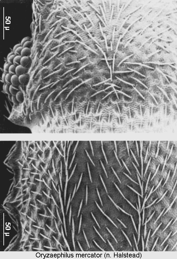oryzaephilus_mercator_int.gif