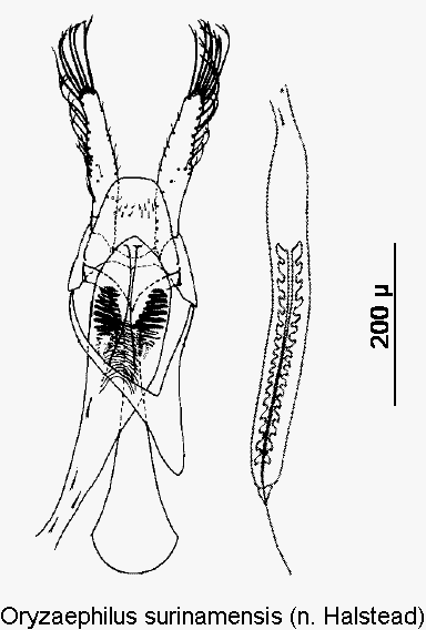 oryzaephilus_surinamensis.gif