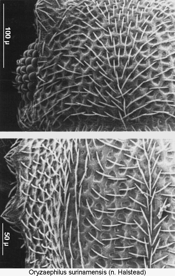 oryzaephilus_surinamensis_int.gif