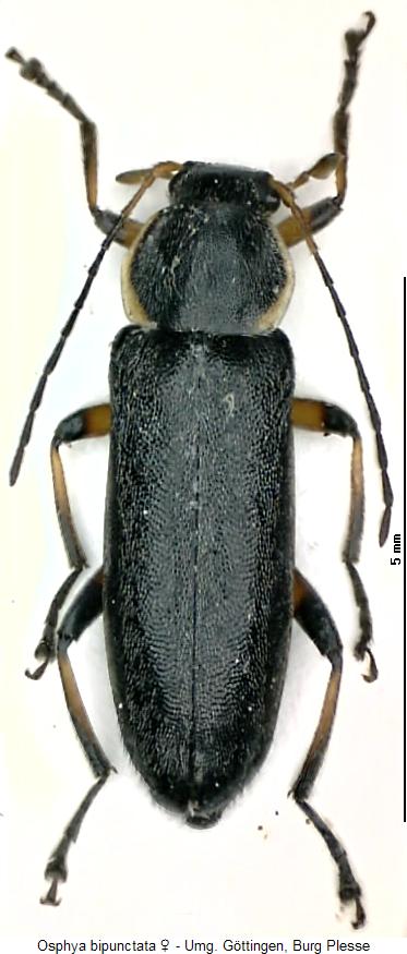 osphya_bipunctata_w_hab.jpg