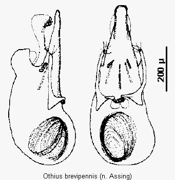 othius_brevipennis1.gif