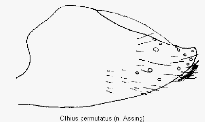 othius_permutatus_ter.gif