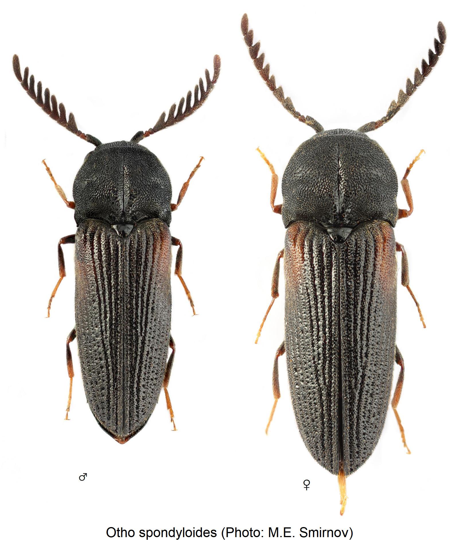 otho_spondyloides_hab.jpg