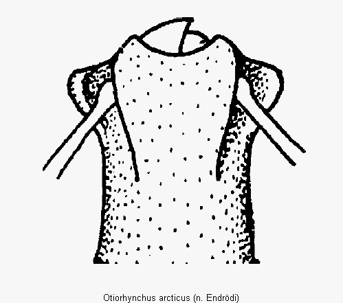 otiorhynchus_arcticus_k.gif