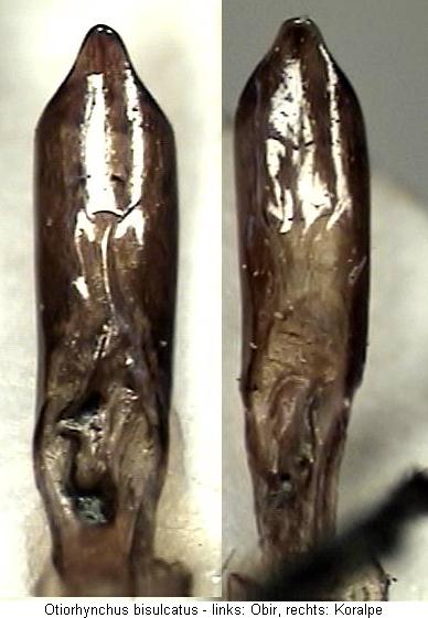 otiorhynchus_bisulcatus.jpg